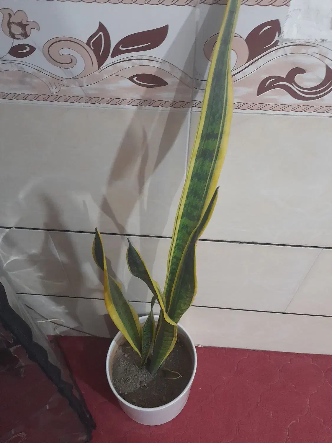 گل اپارتمان|گل و گیاه طبیعی|ملایر, |دیوار