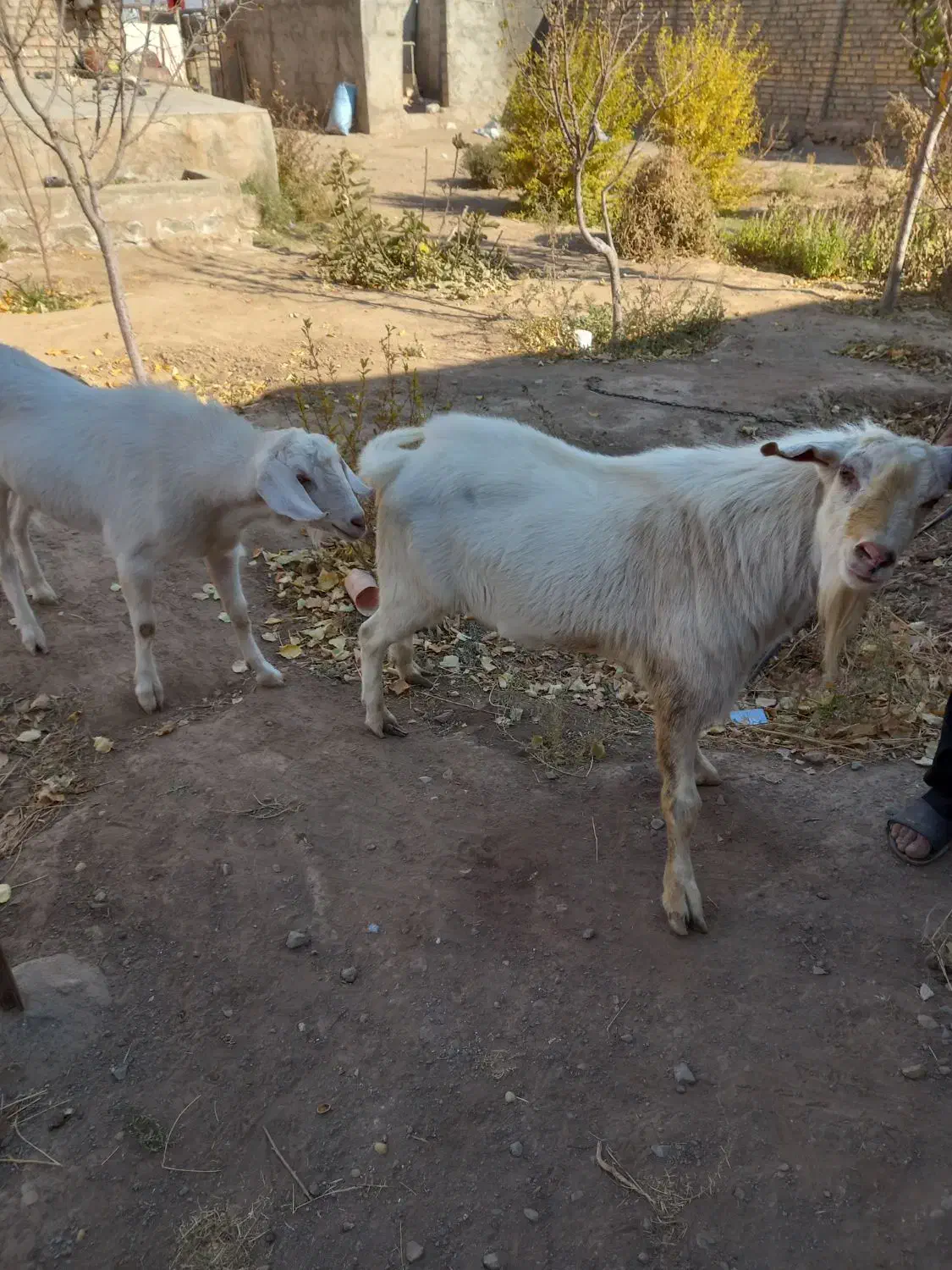 دوعدد تکه سانن|حیوانات مزرعه|سبزوار, بیهق شرقی|دیوار