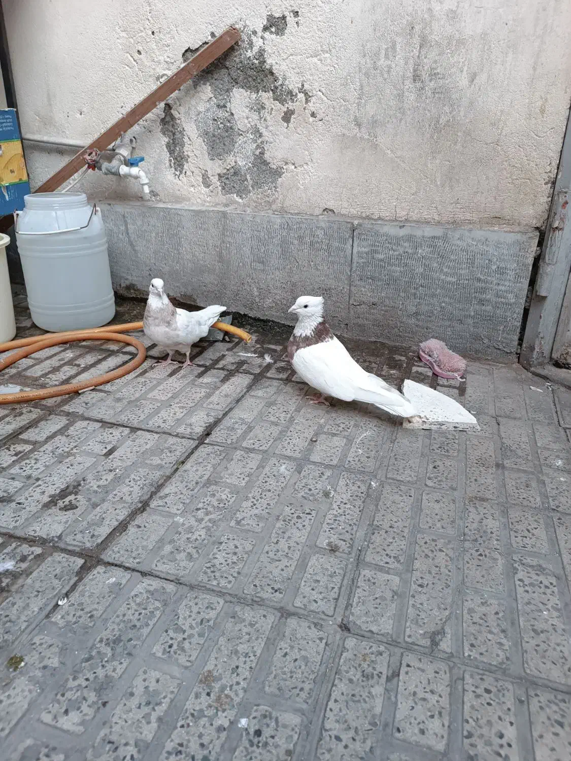 سندل و آجری طوقی|پرنده|شهریار, شهریار|دیوار