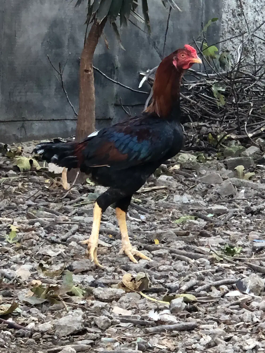 جوجه خروس لاری|حیوانات مزرعه|ساری, |دیوار