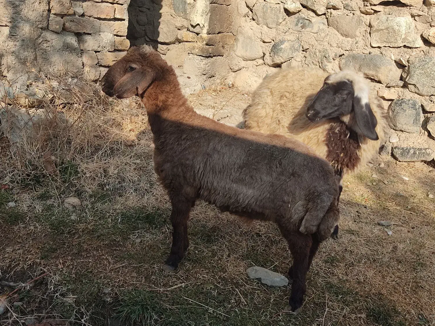 2عدد بره یکی نره یکی ماده سالم خوش خوراک.|حیوانات مزرعه|سیلوانه, |دیوار