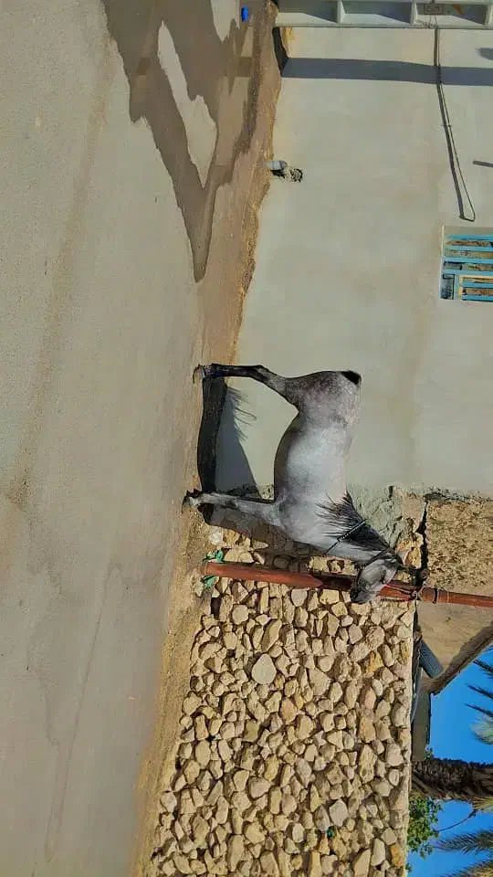 اسب مادیون به همراه کره|اسب و تجهیزات اسب‌سواری|بوشهر, |دیوار