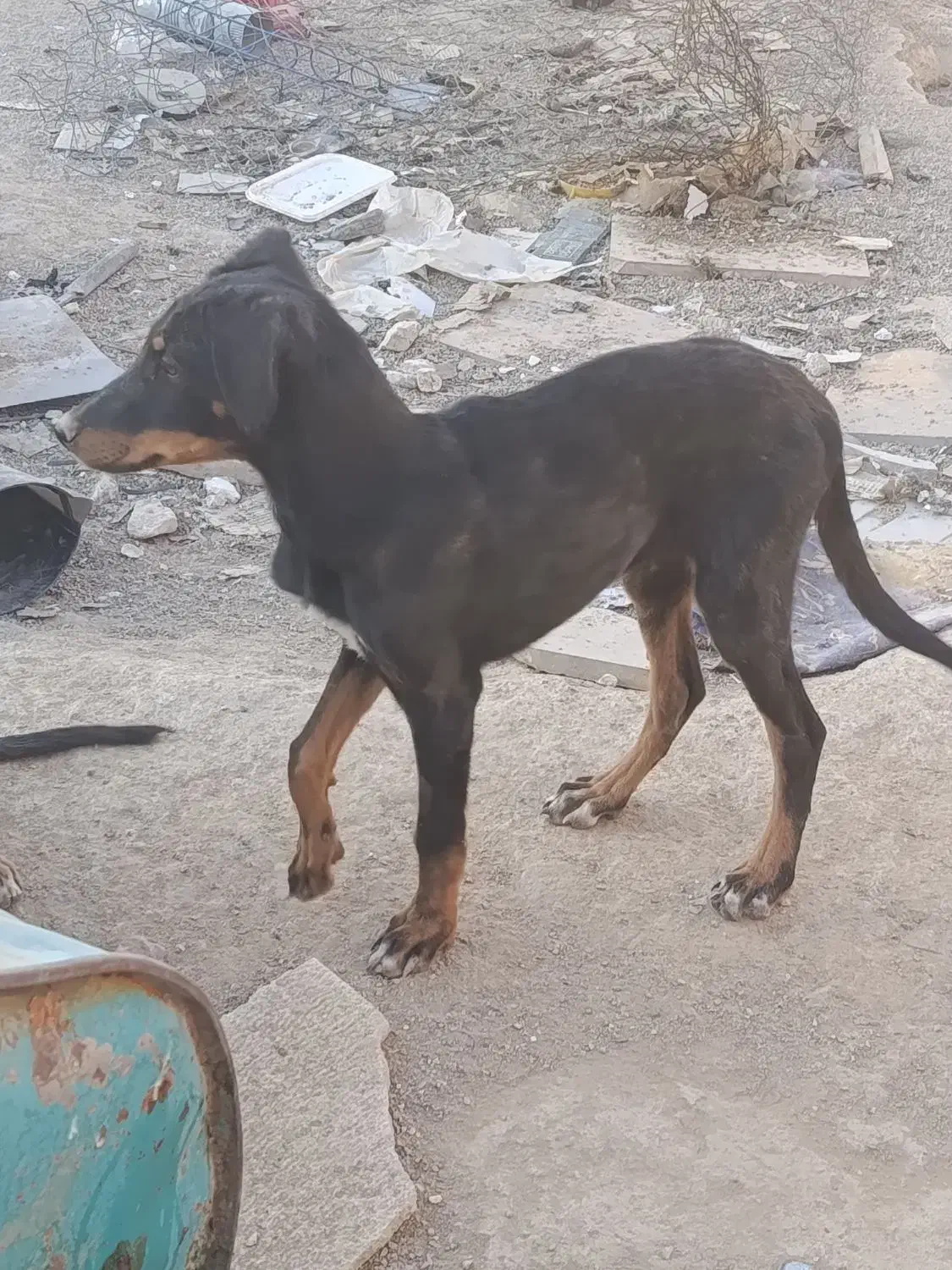 سگ دوبرمن|سگ|شیراز, برمشور علیا|دیوار