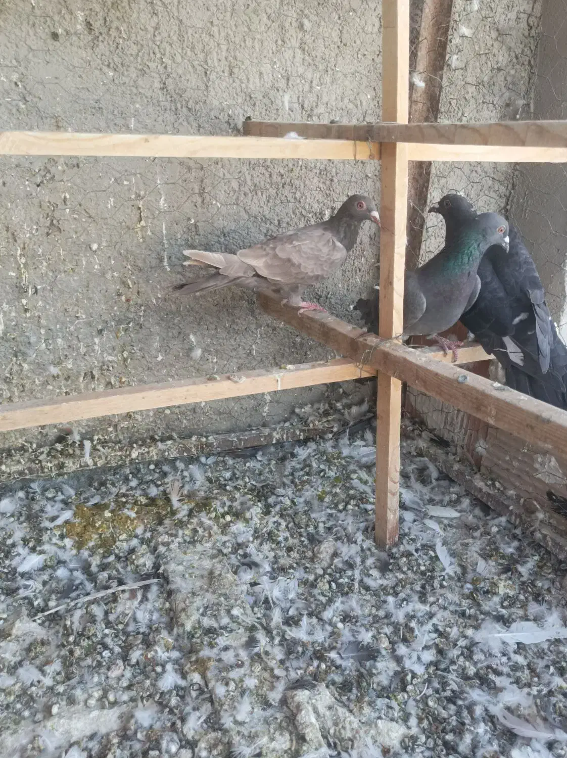 کبوتر شهرستانی|پرنده|پاکدشت, حصار امیر|دیوار