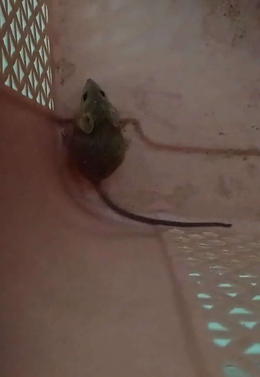 موش آزمایشگاهی|موش و خرگوش|مشهد, وکیل‌آباد|دیوار