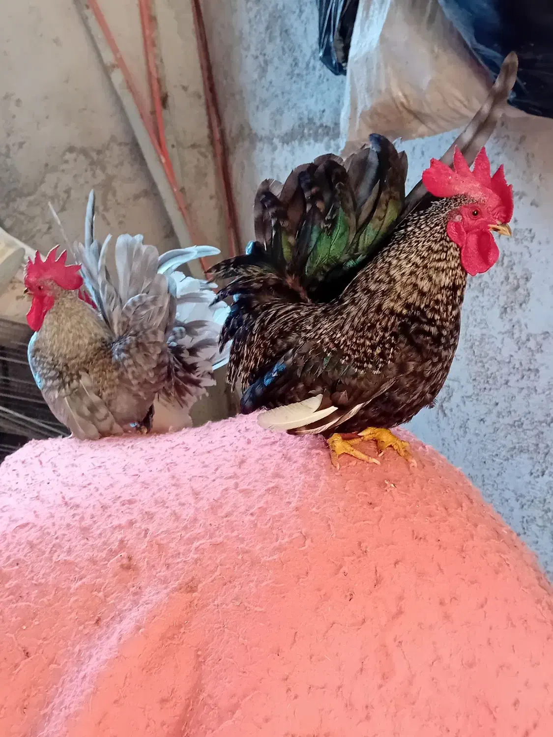 ۳عدد خروس چاپنیز هزارگل|حیوانات مزرعه|آمل, |دیوار