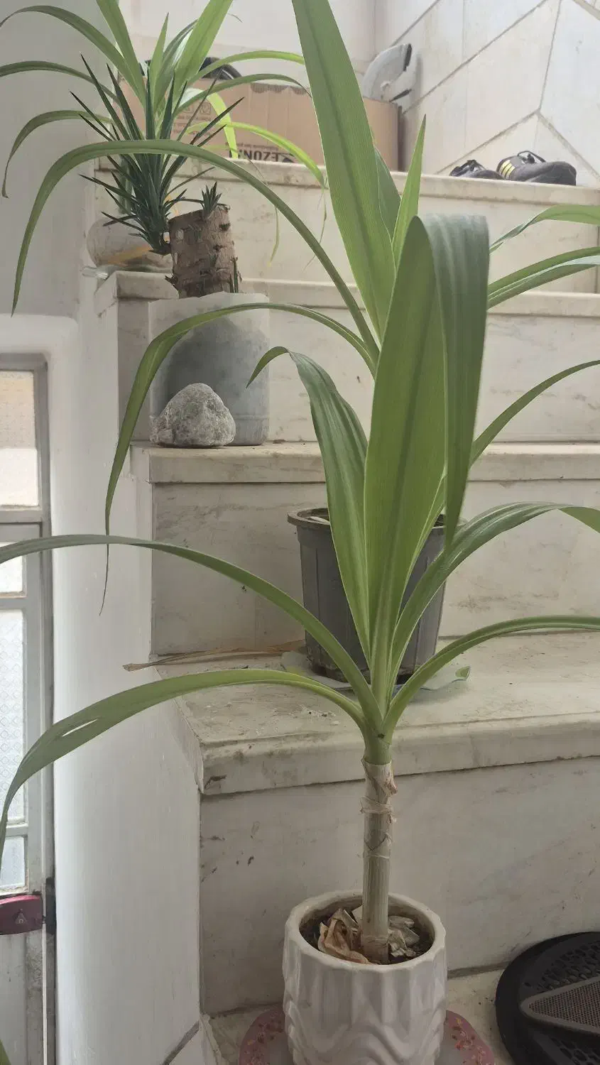 تزیینی|کلکسیون و سرگرمی|یزد, |دیوار