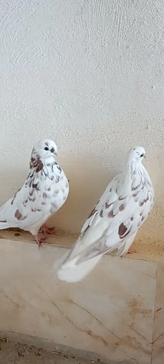 یک‌جفت‌کفتر‌‌نوک‌قنار|پرنده|بروجن, |دیوار