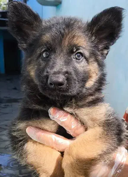 سگ ژرمن دو رنگ رکس پلیسی|سگ|کرج, مهرویلا جنوبی|دیوار