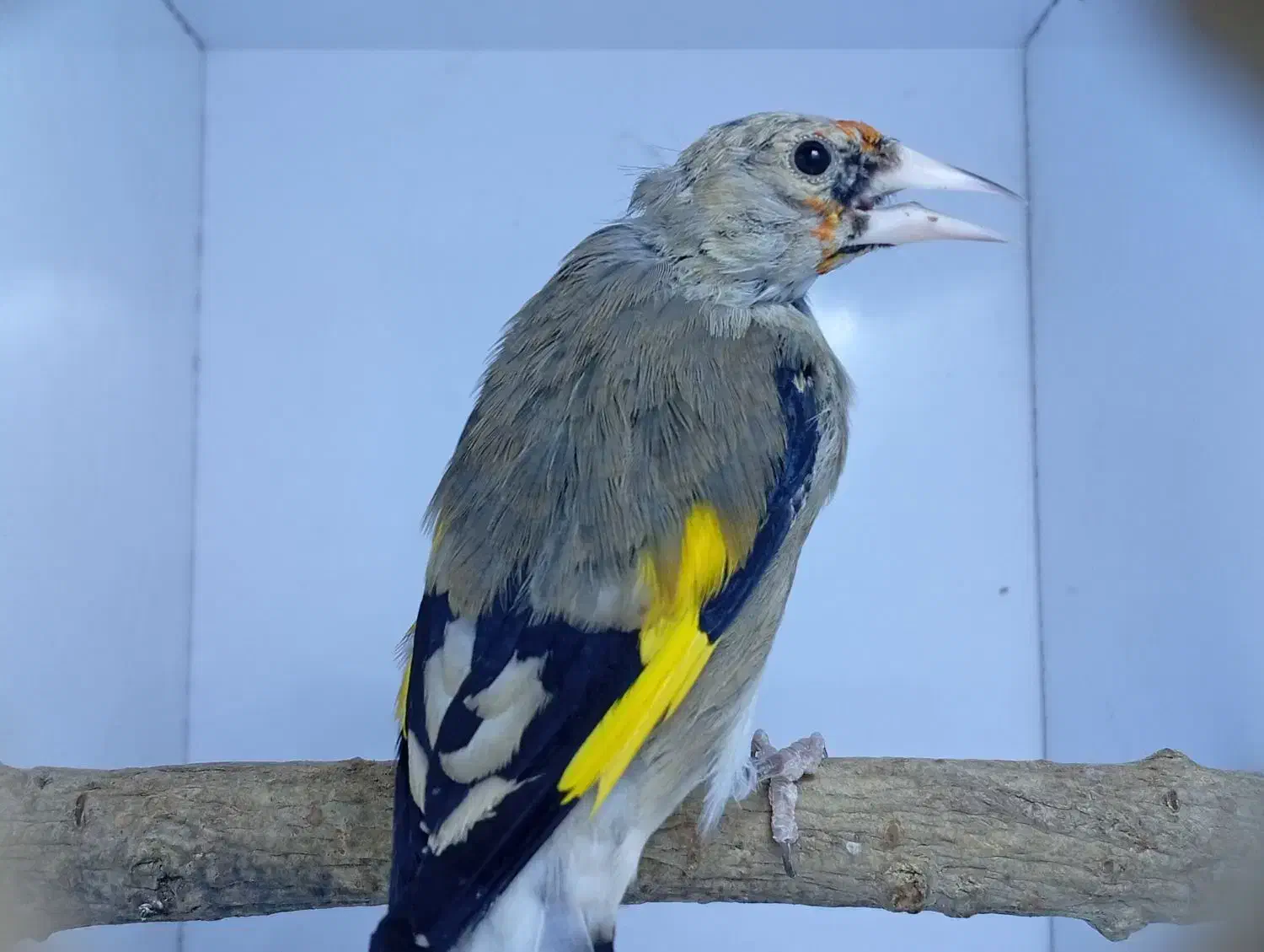 سهره|پرنده|کرمان, |دیوار