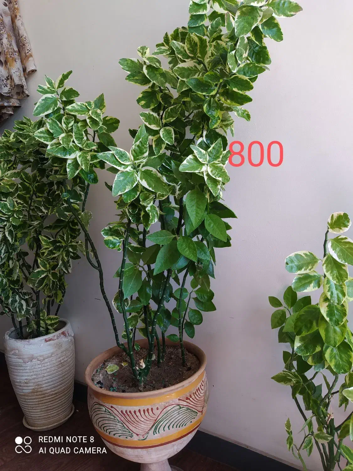 گل و گیاه آپارتمانی|گل و گیاه طبیعی|فلاورجان, |دیوار