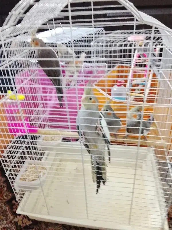 عروس هلندی 4عدد|پرنده|تهران, هلال احمر|دیوار