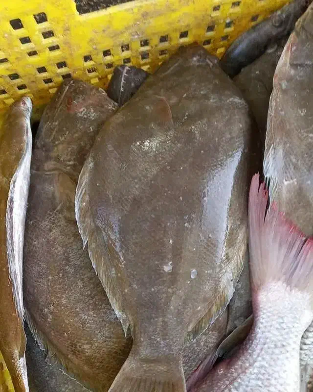 ماهی و میگو صید روز ارسال به همه نقاط|خوردنی و آشامیدنی|شیراز, ستارخان|دیوار