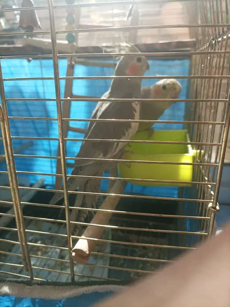 عروس هلندی|پرنده|فولادشهر, C5|دیوار