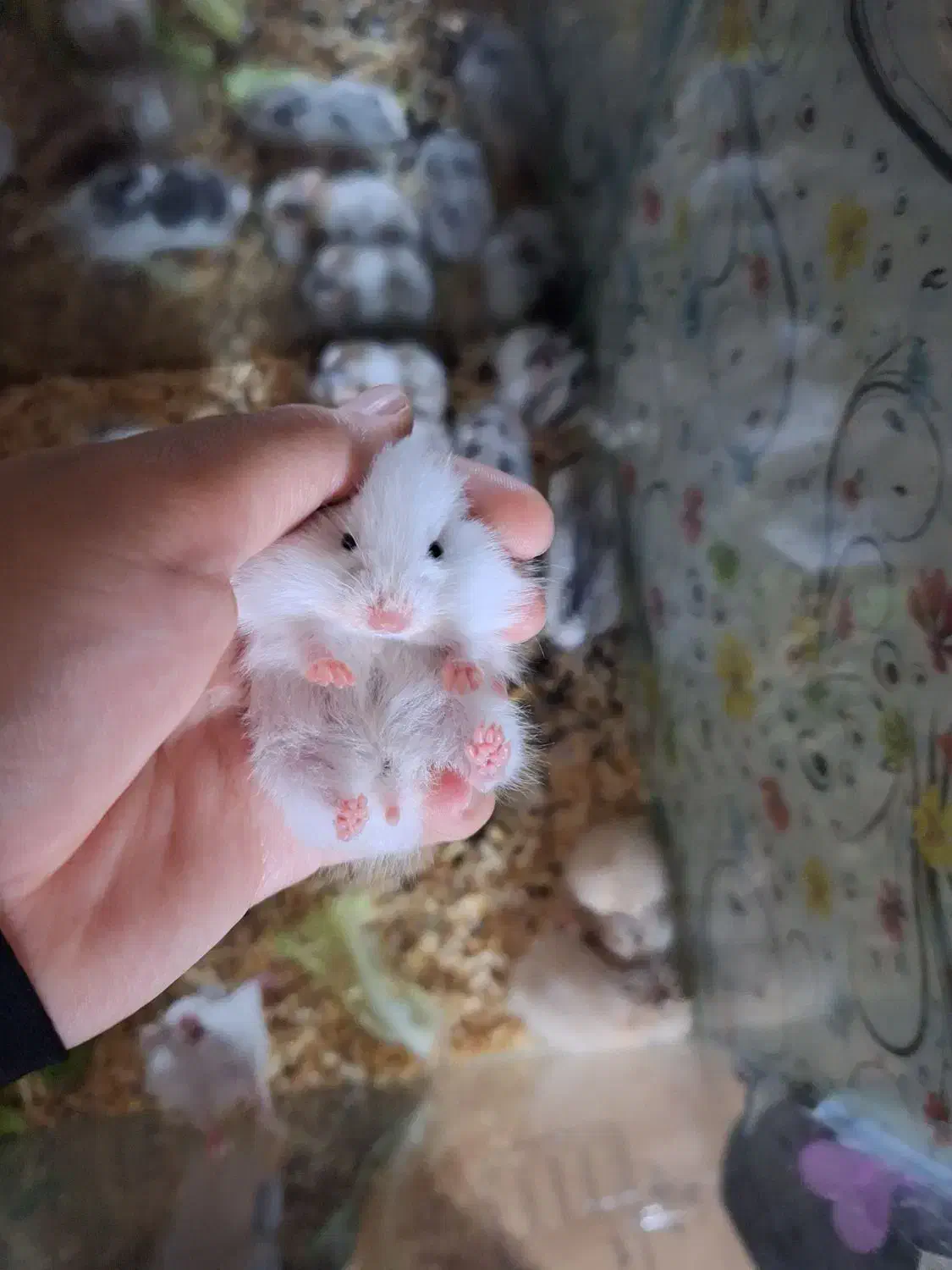 همستر خوکچه هندی|موش و خرگوش|مشهد, بهمن|دیوار