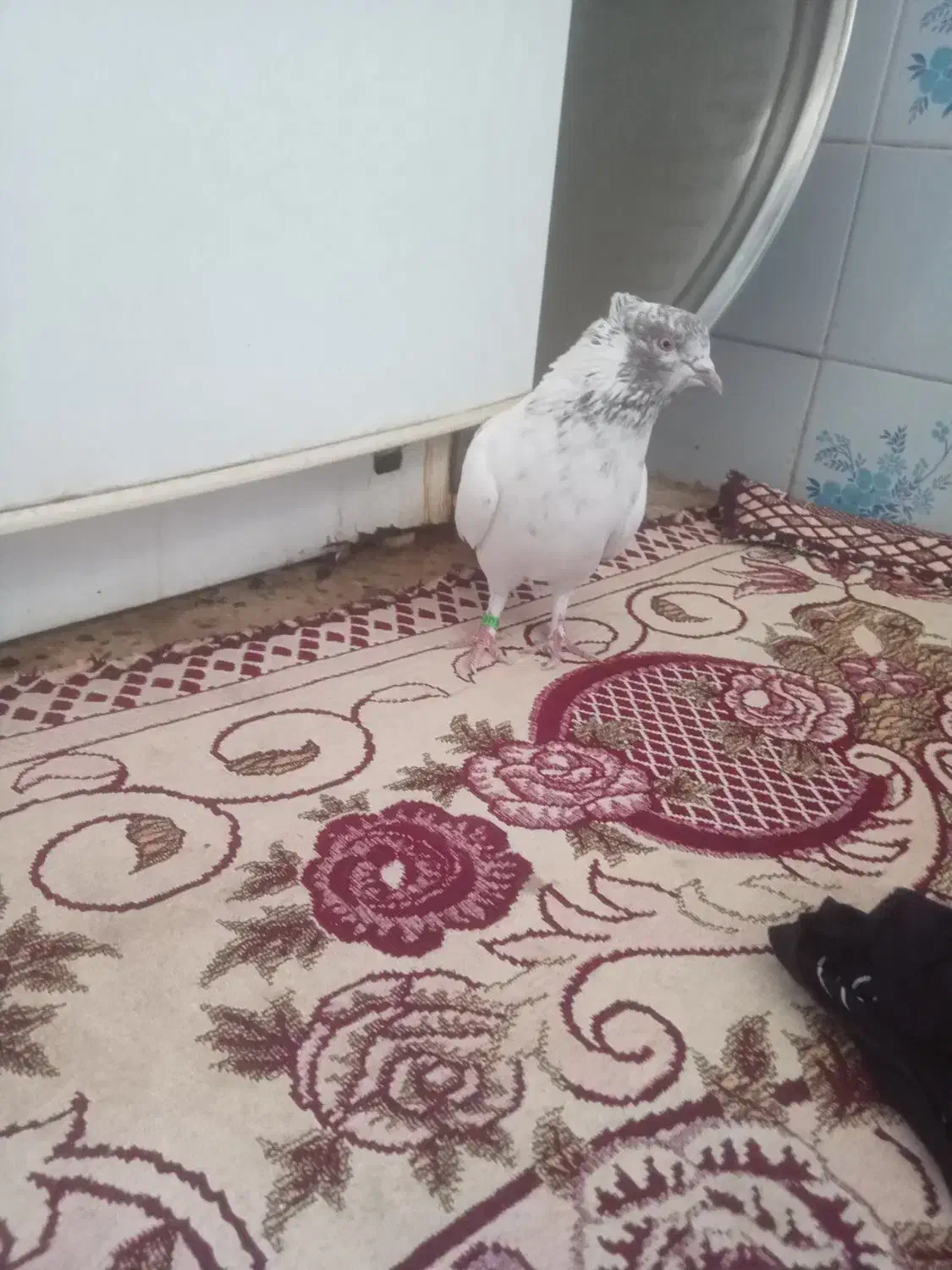 شکار شماره موبایل|پرنده|مهریز, |دیوار