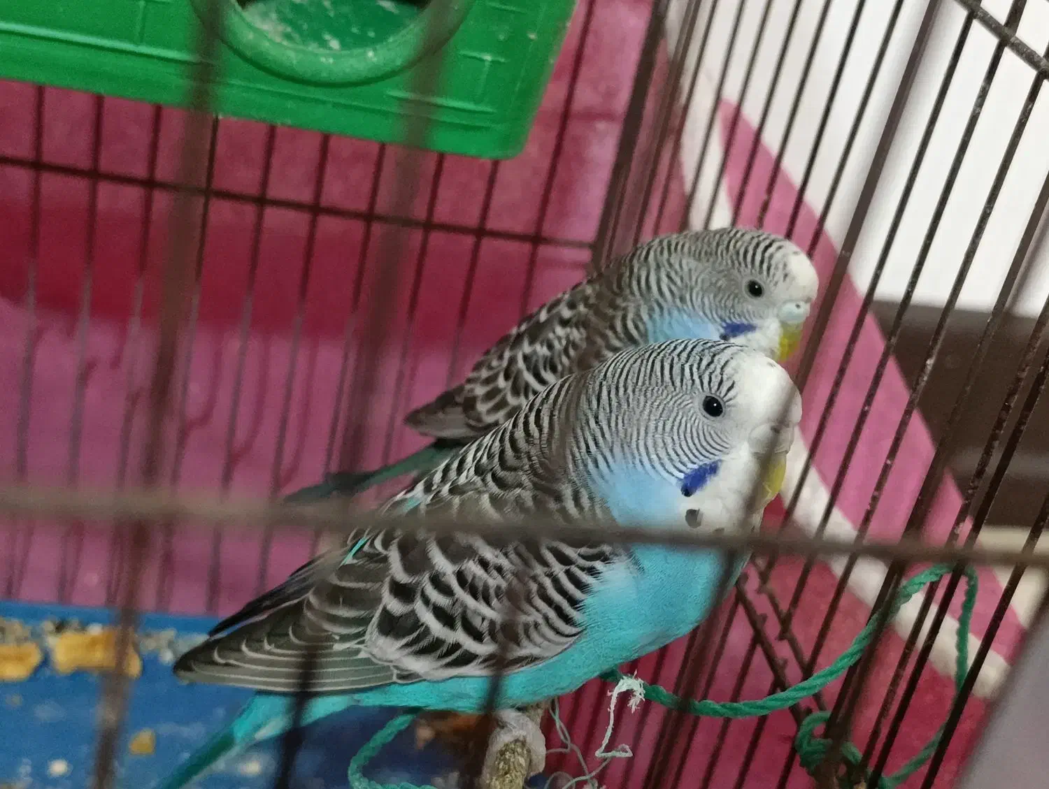 مرغ عشق باهمه وسایل|پرنده|اصفهان, کوجان|دیوار