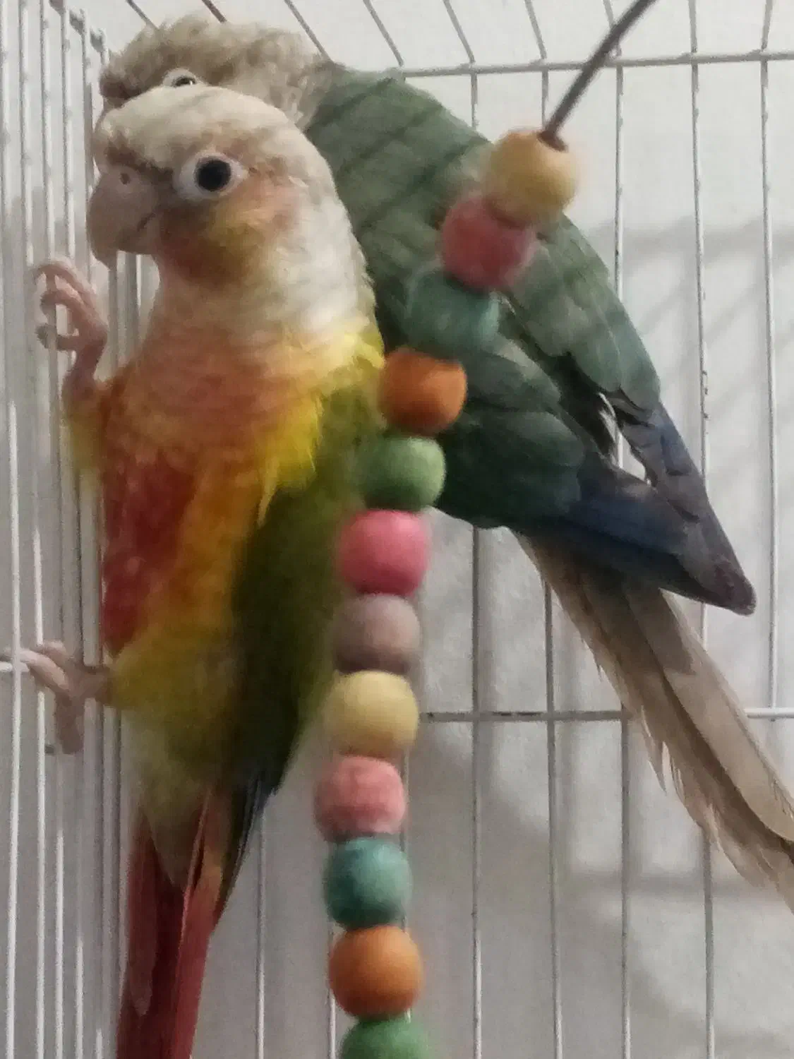 جفت گرینچیک. کوتوله یووینگ جفت ملنگو|پرنده|مشهد, نظام دوست|دیوار