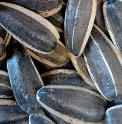 آجیل و خشکبار ژین سقز|عمدهفروشی|سقز, |دیوار