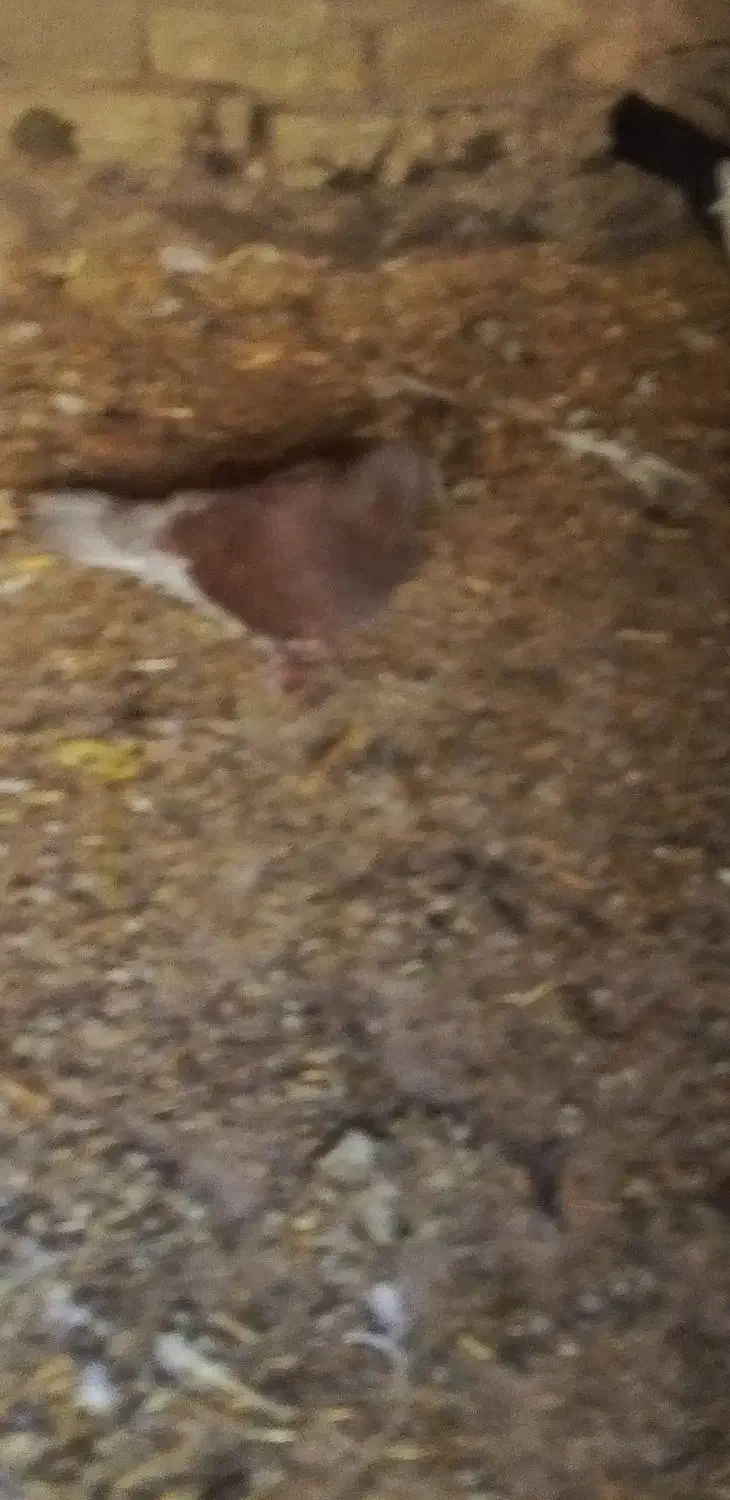 کفتر فروشی  و یک عدد اسباب بازی|اسباب‌بازی بچه|سبزوار, پیروزی|دیوار