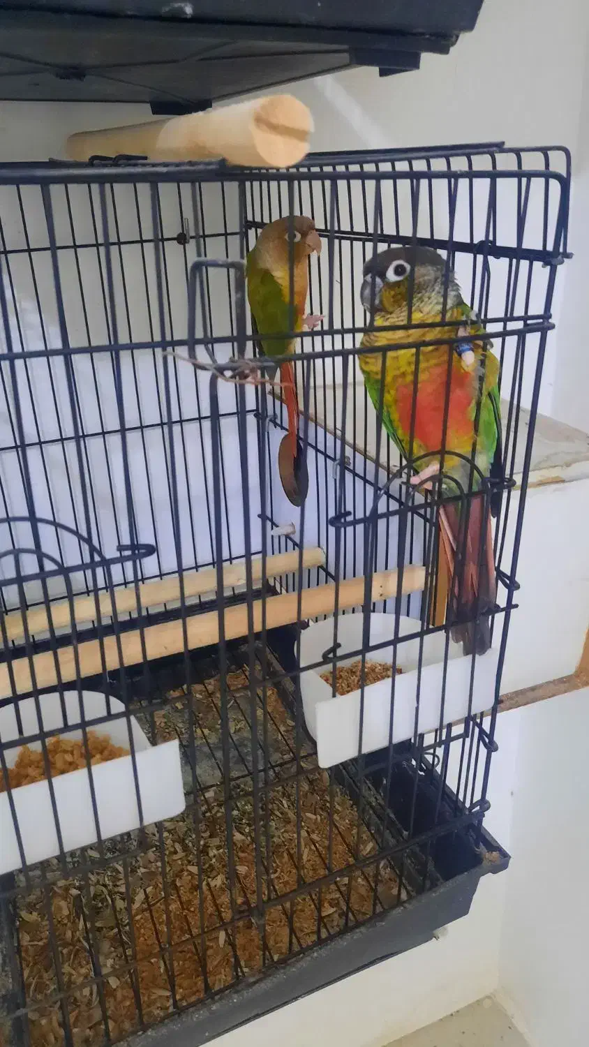 عروس هلندی دوکت پروانه ای آلبینو ولوتینو مولد|پرنده|جاسک, |دیوار