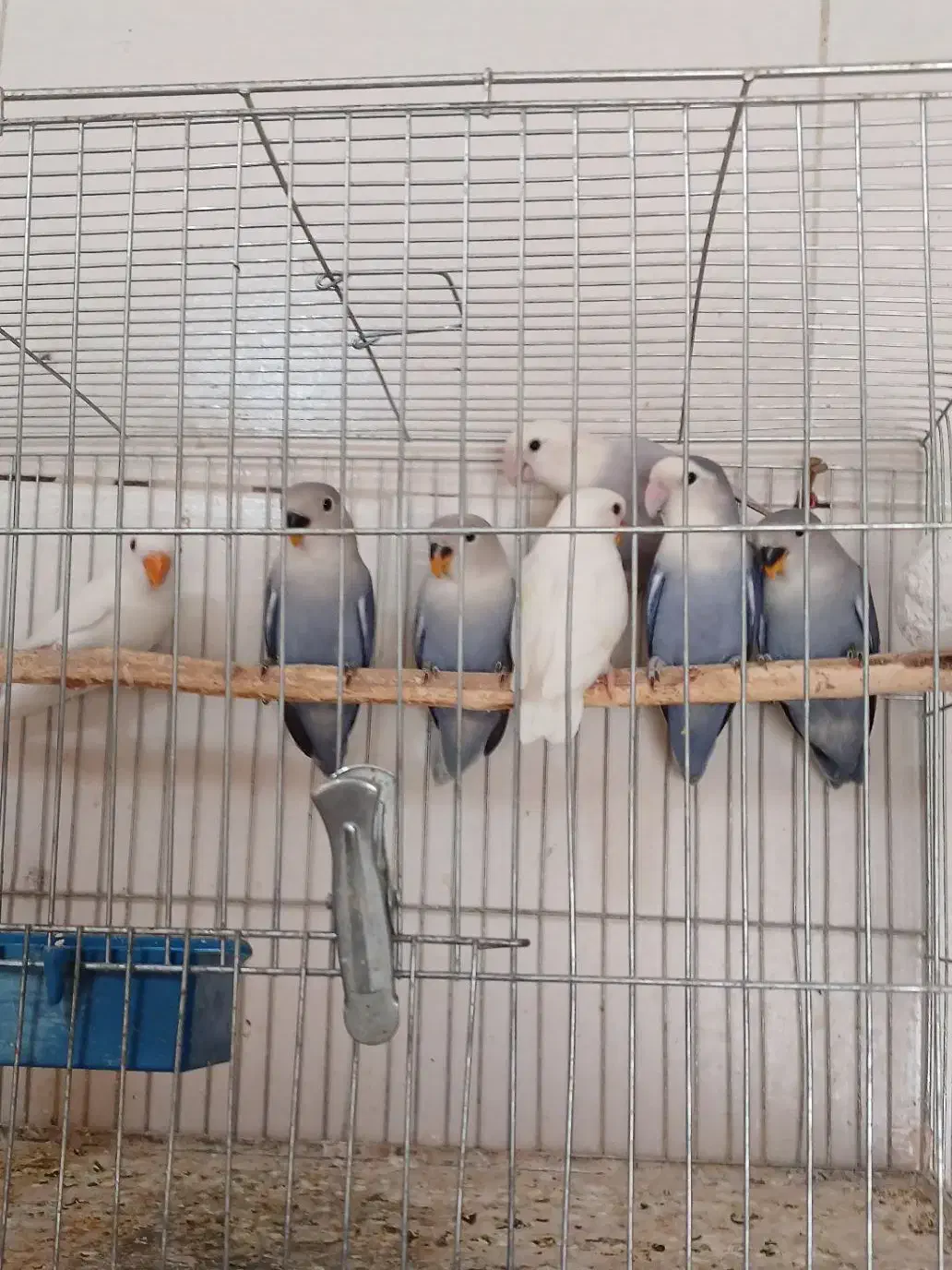 طوطی برزیلی|پرنده|تهران, شهرک آزادی|دیوار