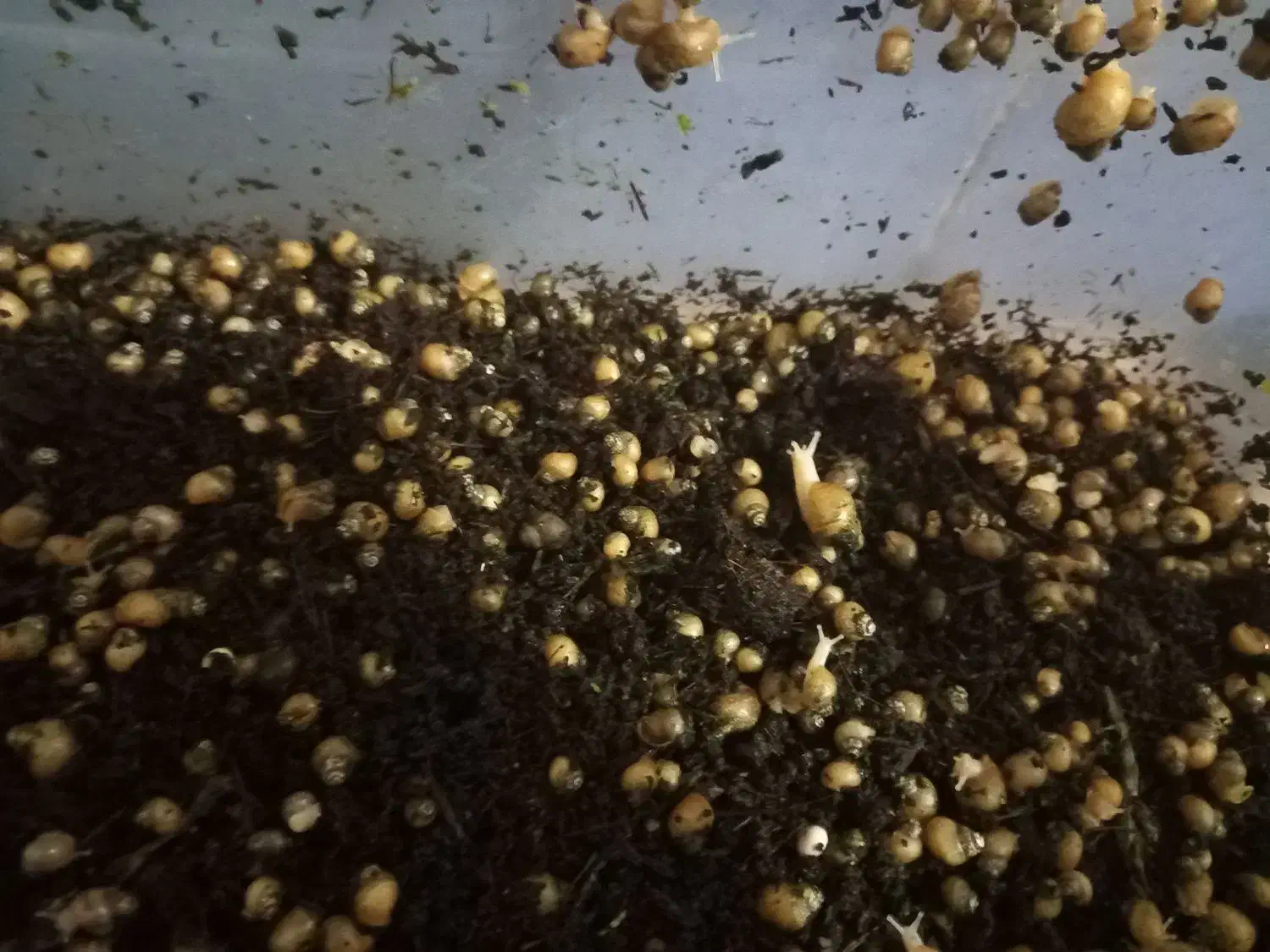 حلزون|خزنده|شوشتر, |دیوار