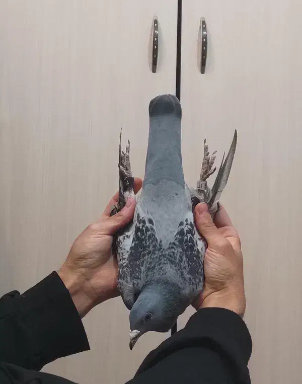 کبوتر پلاکی مسافتی|پرنده|شاهین‌شهر, عطار|دیوار