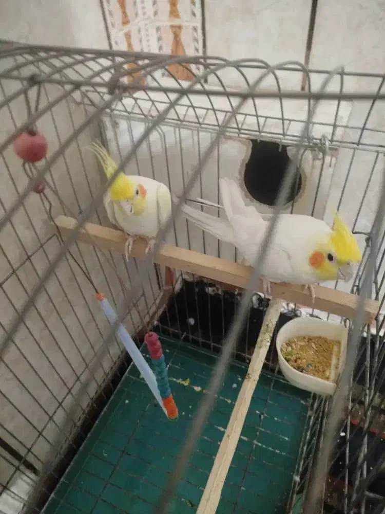 عروس هلندی سالم وکشیده مولد|پرنده|قرچک, داوود آباد|دیوار