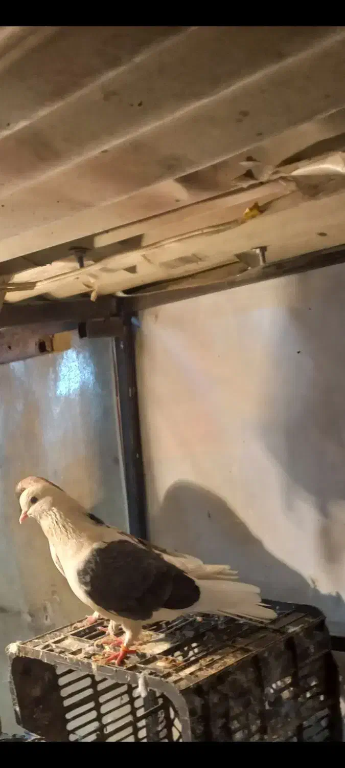 کفتر|پرنده|تهران, جوادیه|دیوار