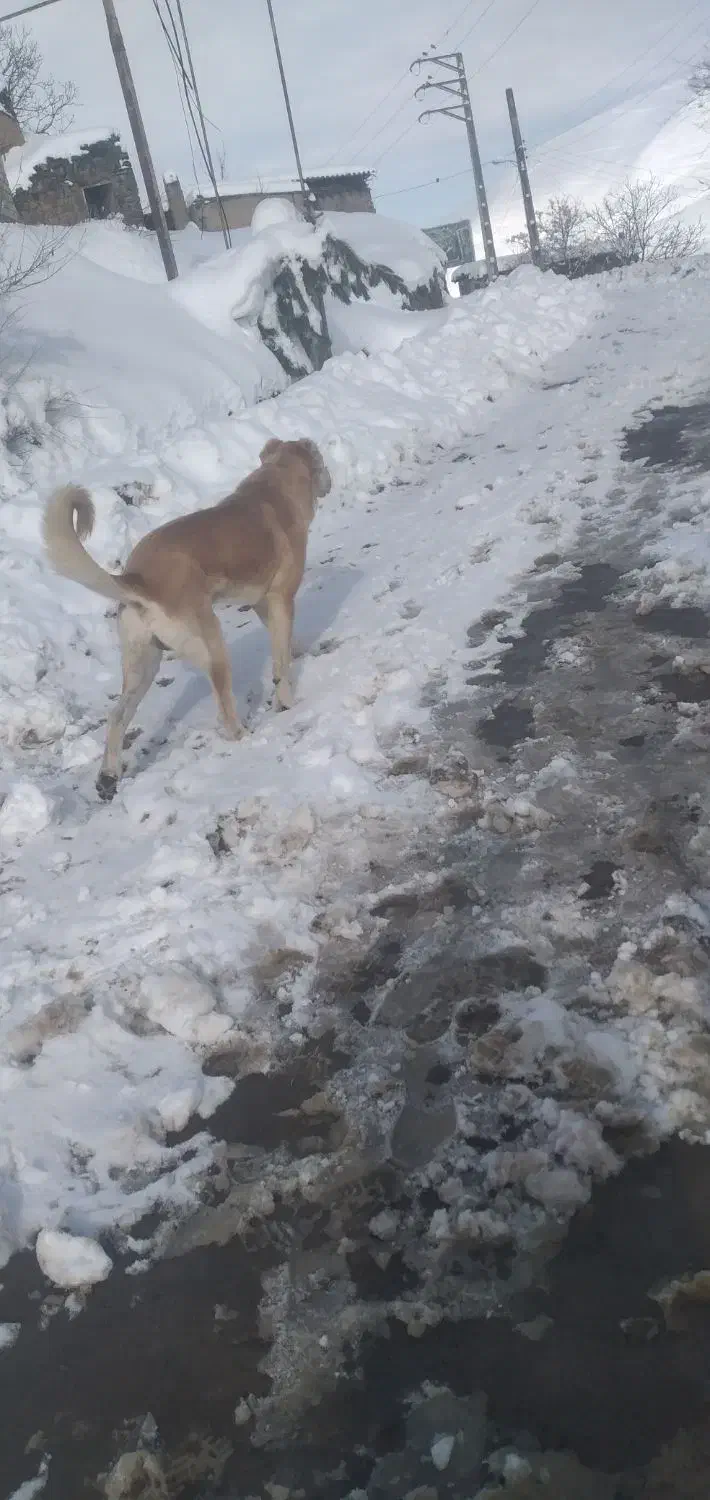 سرابی|سگ|رشت, دروازه لاکان|دیوار