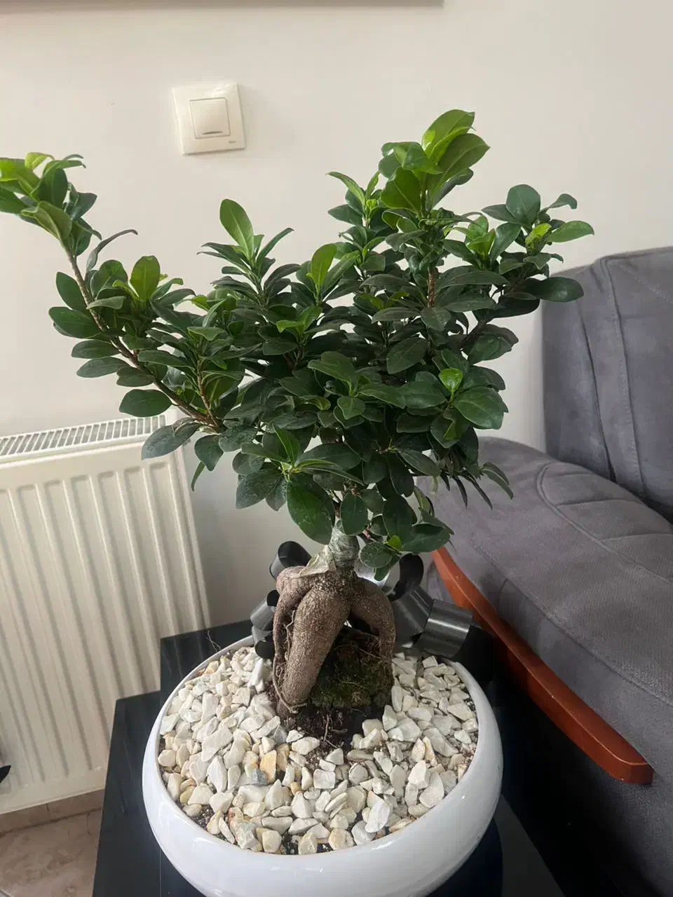 گل بونسای|گل و گیاه طبیعی|کرج, عظیمیه|دیوار