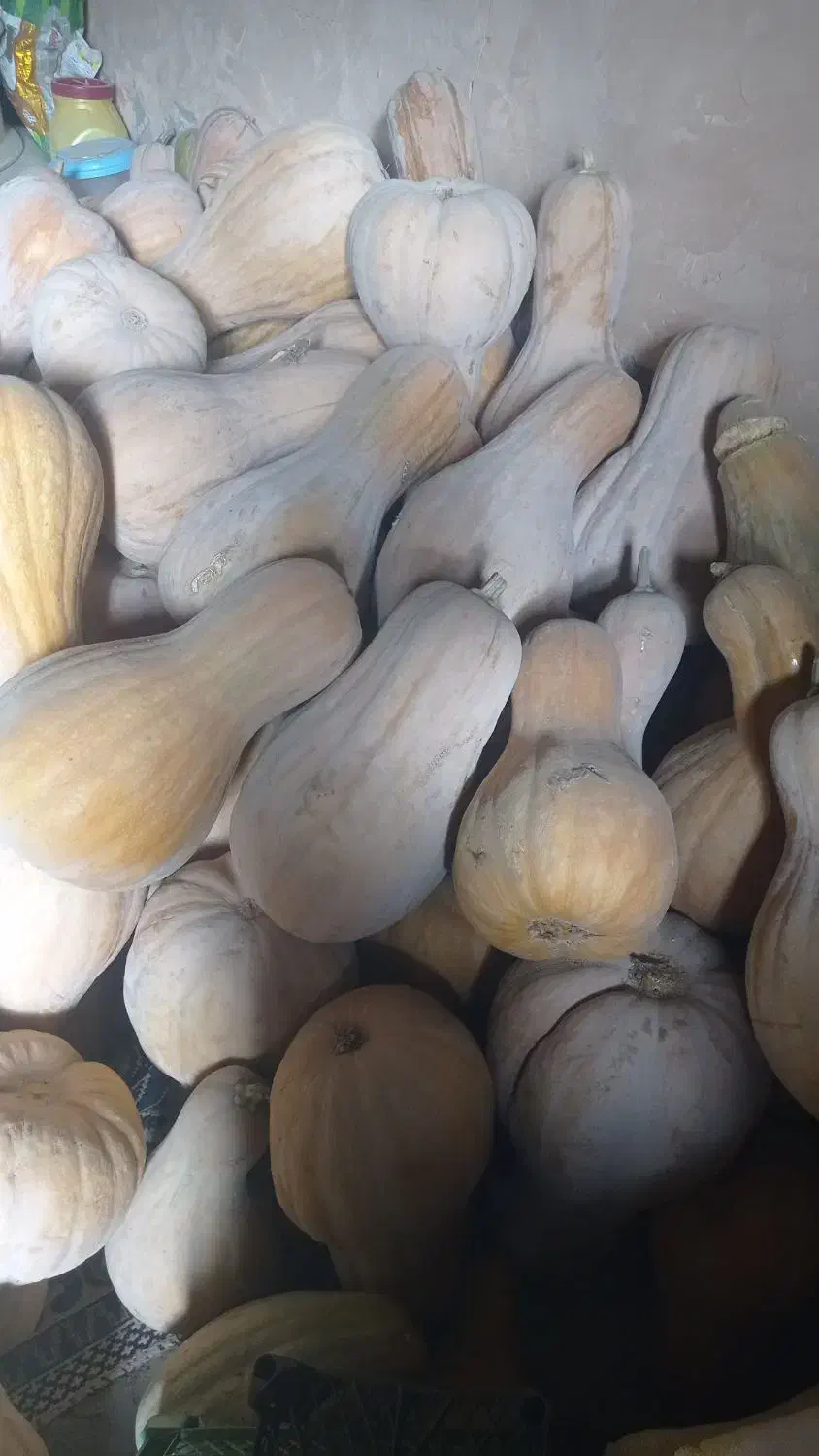 کدو حلوایی|خوردنی و آشامیدنی|جوین, |دیوار