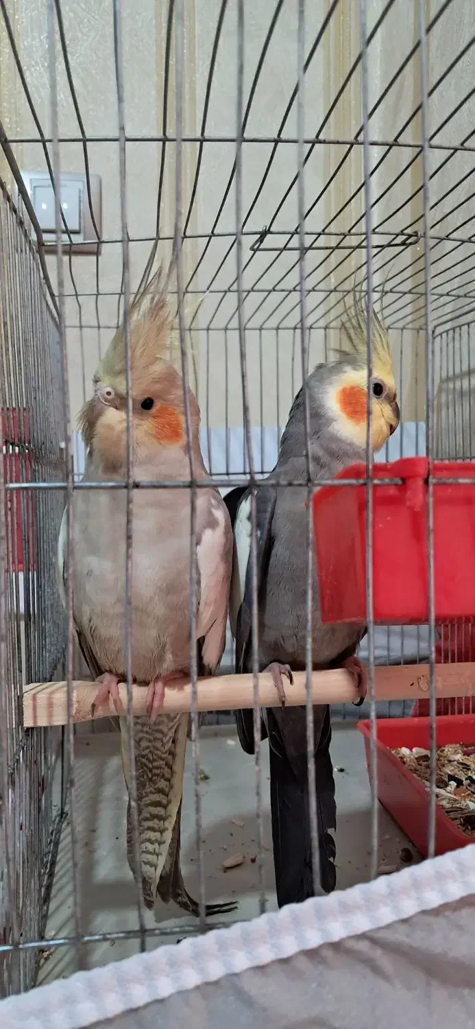 دو عدد عروس هلندی مولد|پرنده|اهر, |دیوار