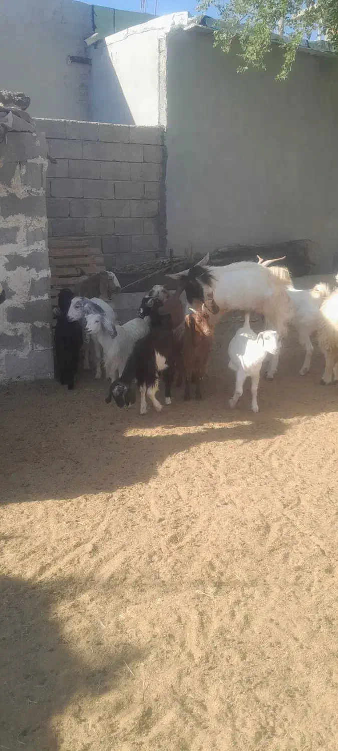 تعدادی کهره ماده پازن|حیوانات مزرعه|جم, |دیوار