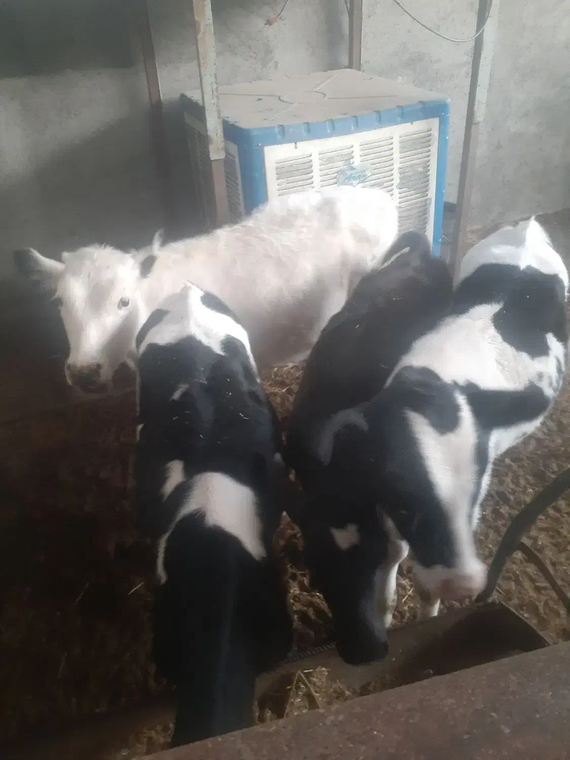 گوساله هلیشتان|حیوانات مزرعه|میبد, |دیوار