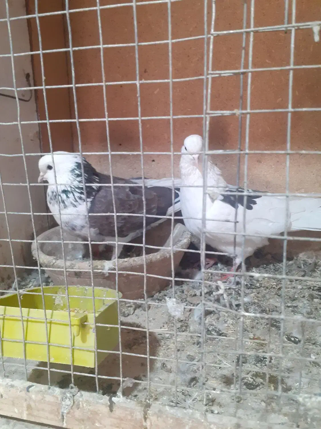 یک جف کبوتر پشتی سالم پرشی|پرنده|شاهین دژ, |دیوار