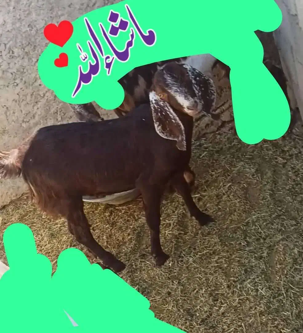 گوسفند ، بز|حیوانات مزرعه|ایرانشهر, |دیوار