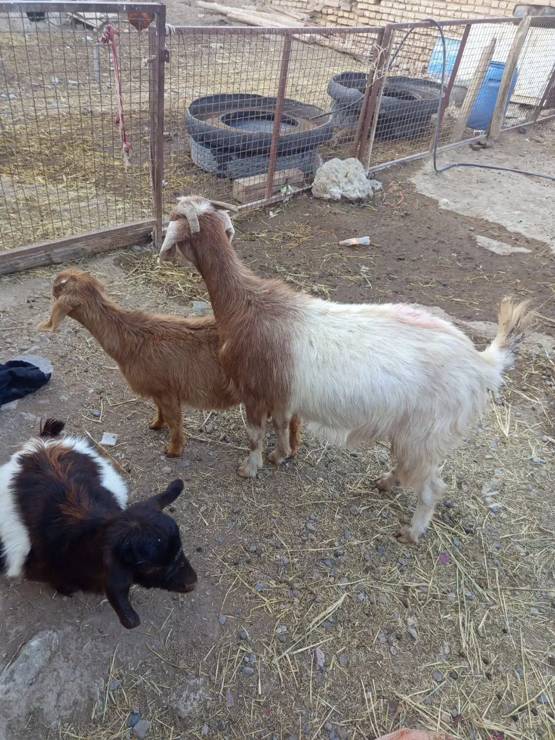 یک عدد بز جوان دوتا بز غاله ماده نگه داری|حیوانات مزرعه|خواجه, |دیوار