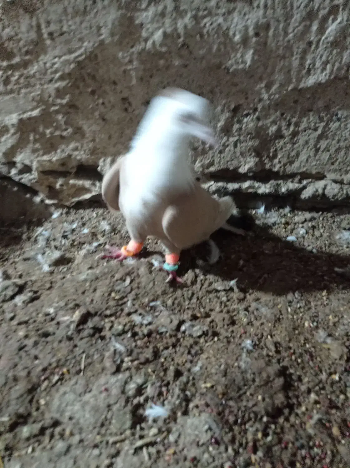 سبز|پرنده|نیشابور, شهرک رضوی|دیوار