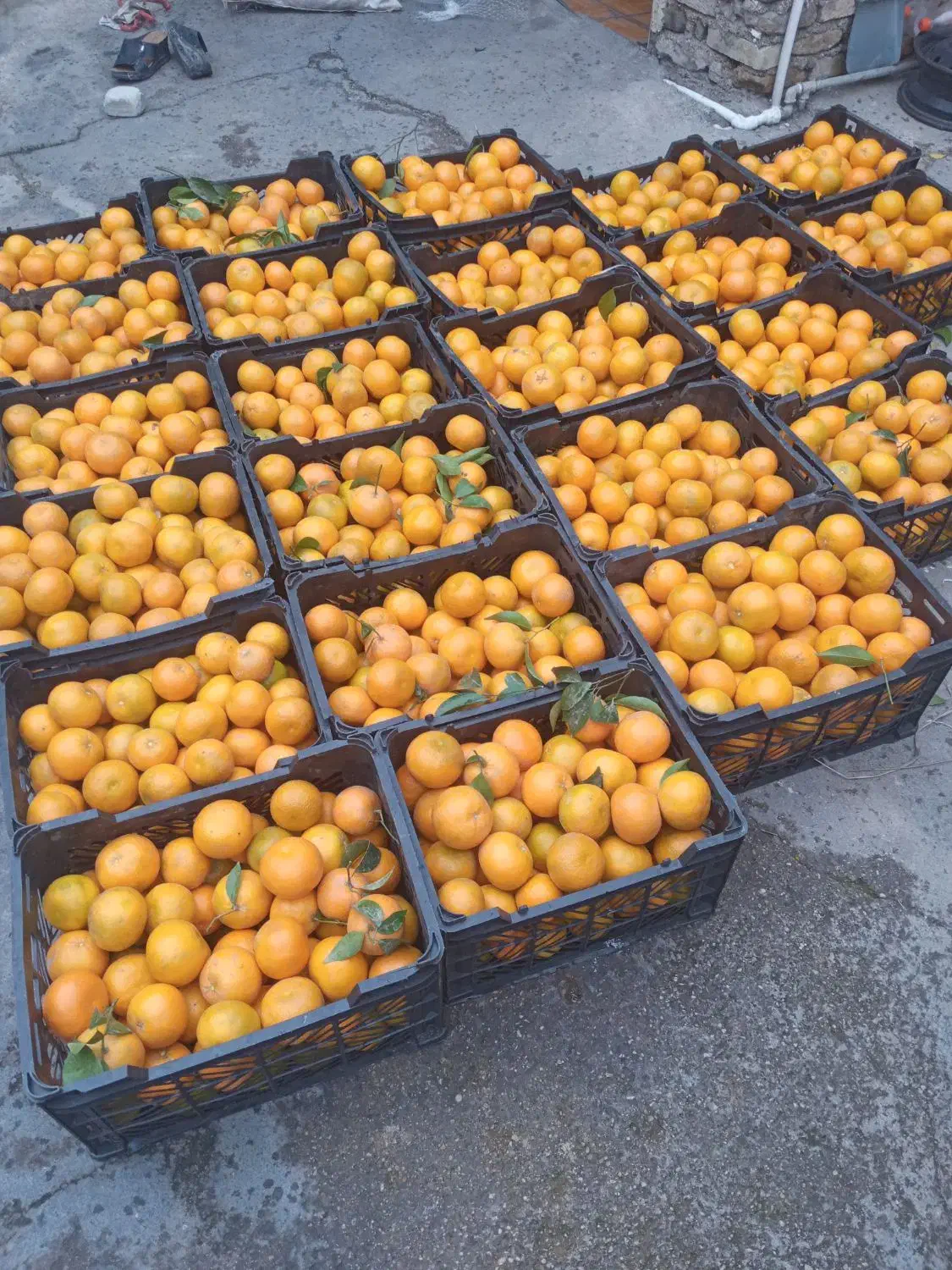 خریدار انواع لیمو وپرتقال وپرنارنج وگریپ قیمت۵۰|خدمات باغبانی و درختکاری|دزفول, |دیوار