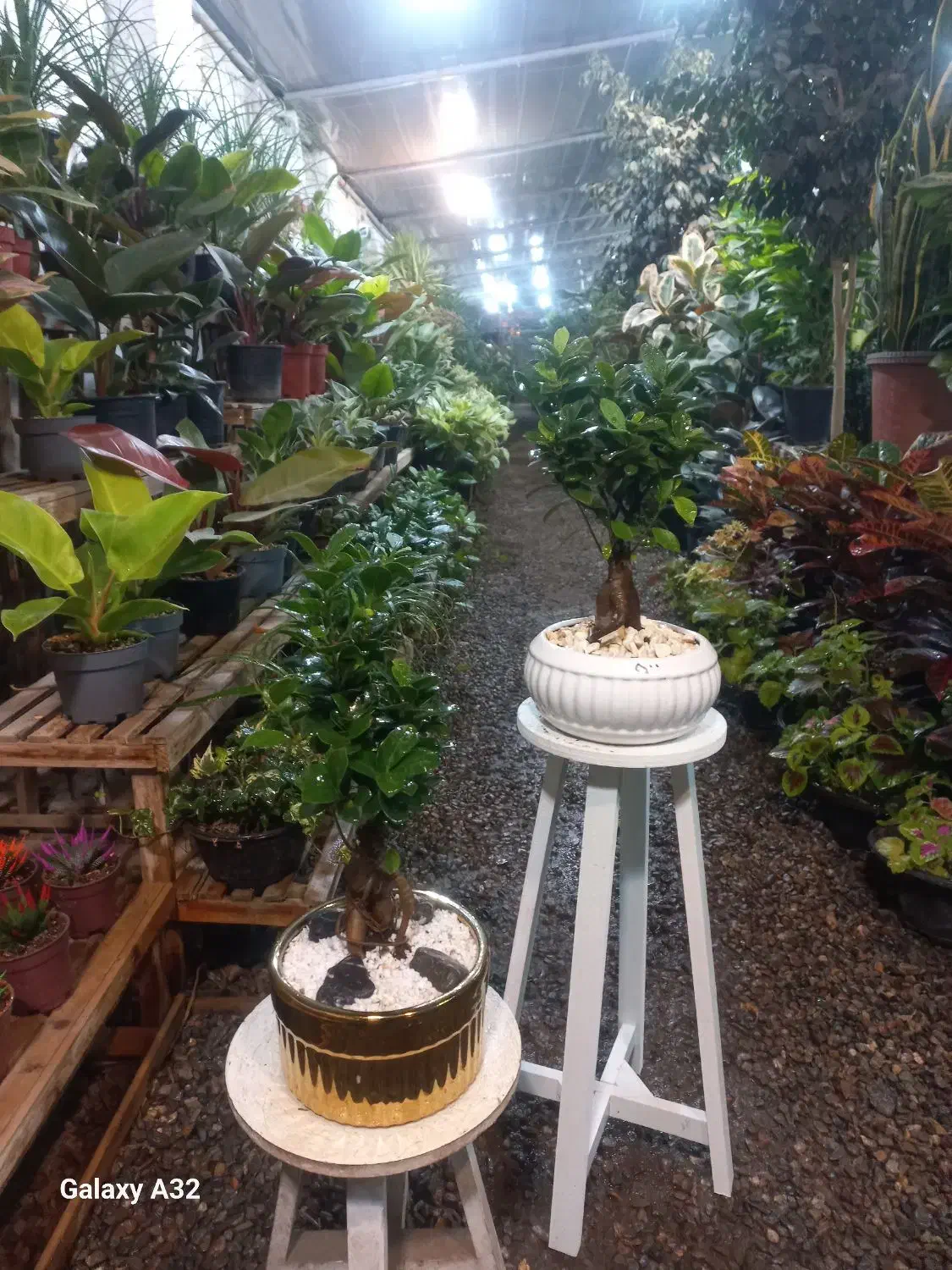 واگذاری ۳۰۰ متر گلخانه فروشگاهی|اجارهٔ دفتر صنعتی، کشاورزی، تجاری|مشهد, حضرت حجت|دیوار