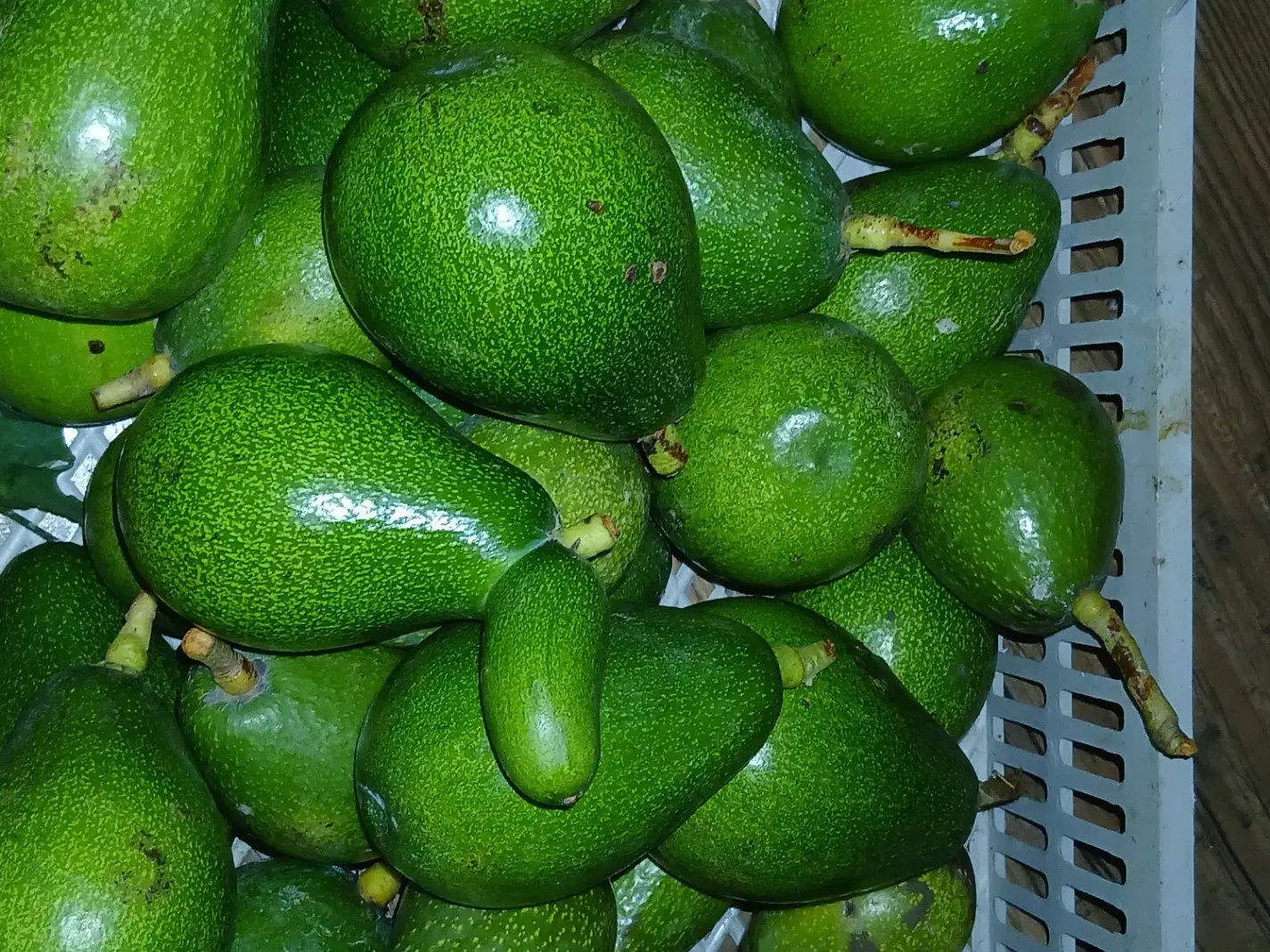 اواکادودردونژاد|خوردنی و آشامیدنی|نوشهر, |دیوار