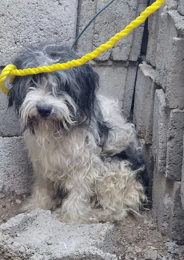 سگ پا کوتاه|سگ|زرند, |دیوار