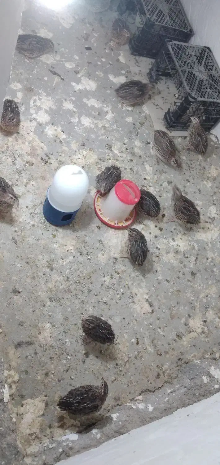 بلدرچین|حیوانات مزرعه|ویسیان, |دیوار