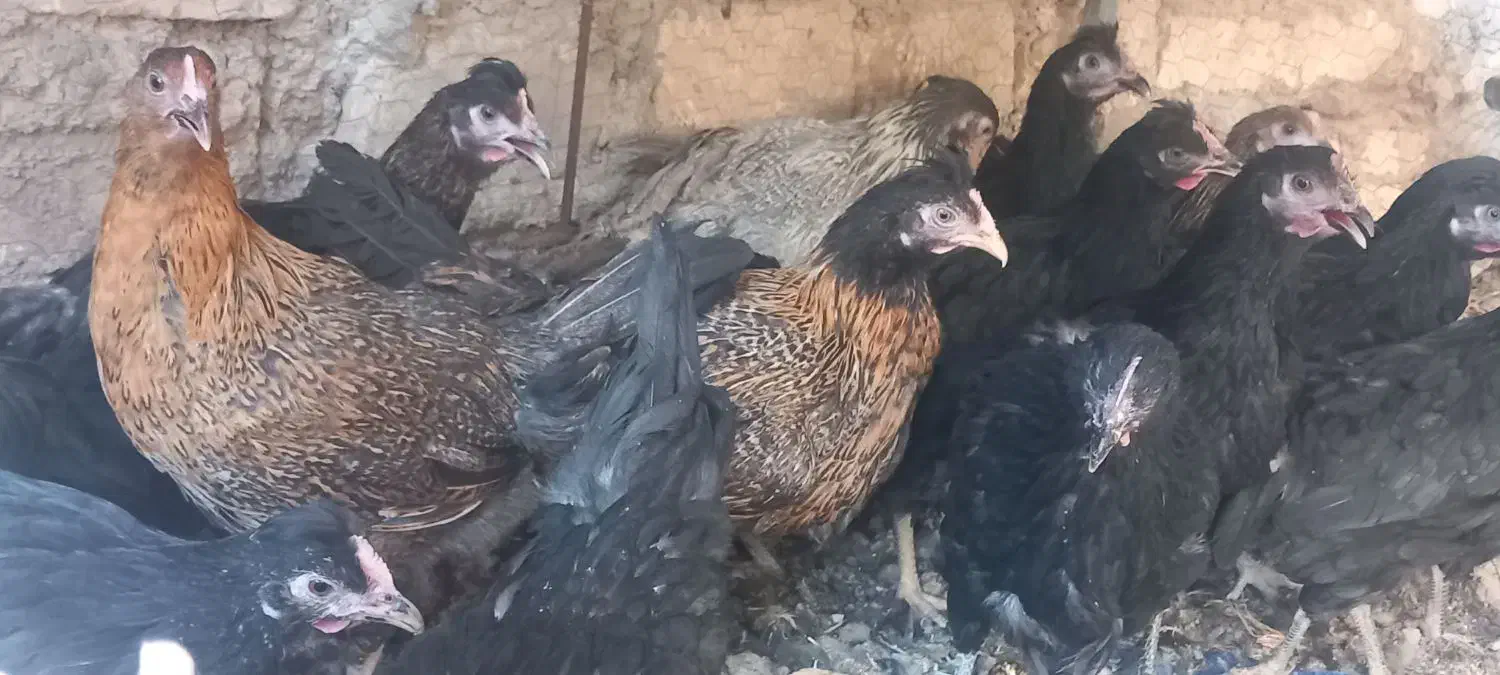 مرغ وخروس رسمی قلم سیاه نزدیک به تخم|حیوانات مزرعه|یزد, |دیوار