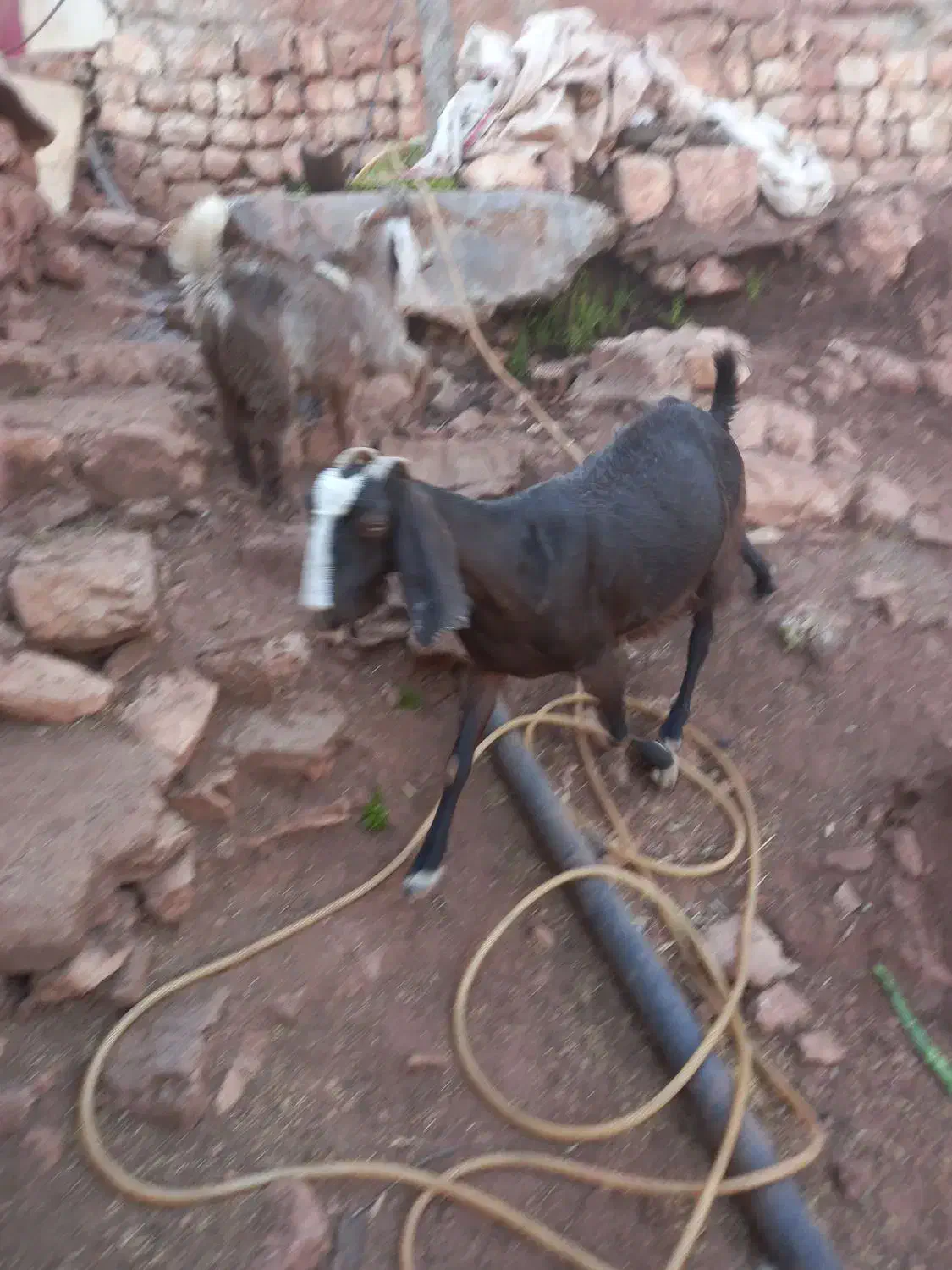 سلام دو تا بز داشت|حیوانات مزرعه|پاپی, |دیوار