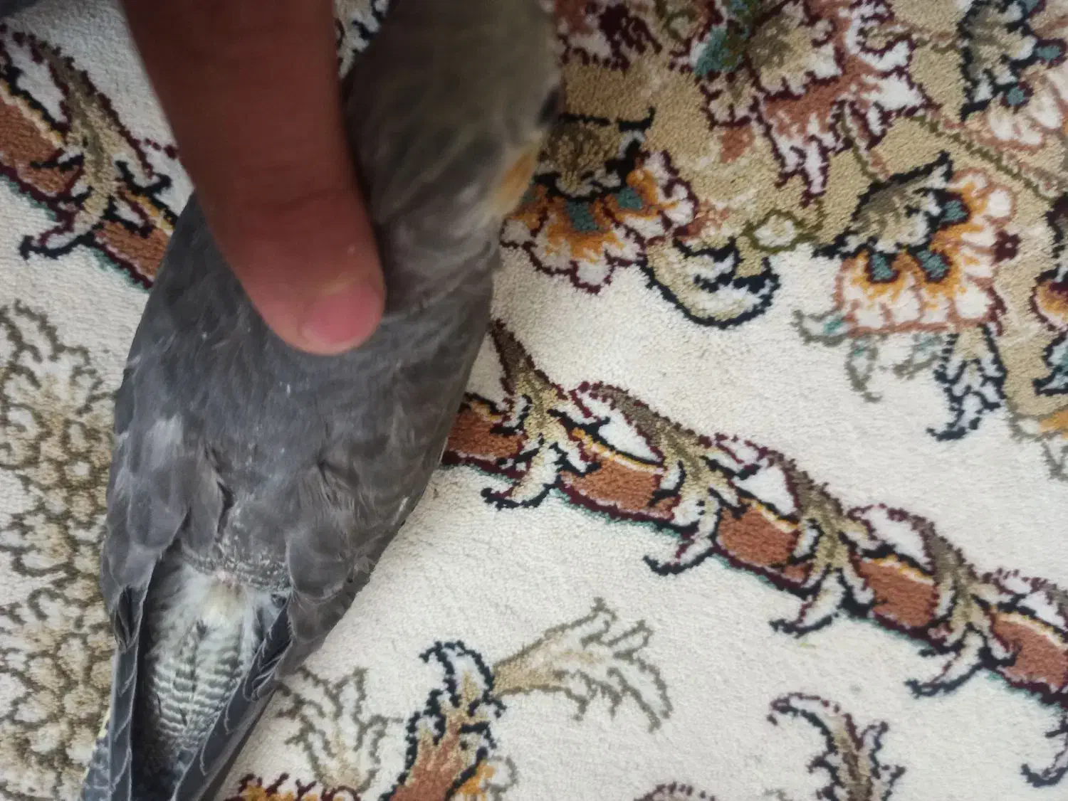 جوجه عروس هلندی|پرنده|گلپایگان, |دیوار