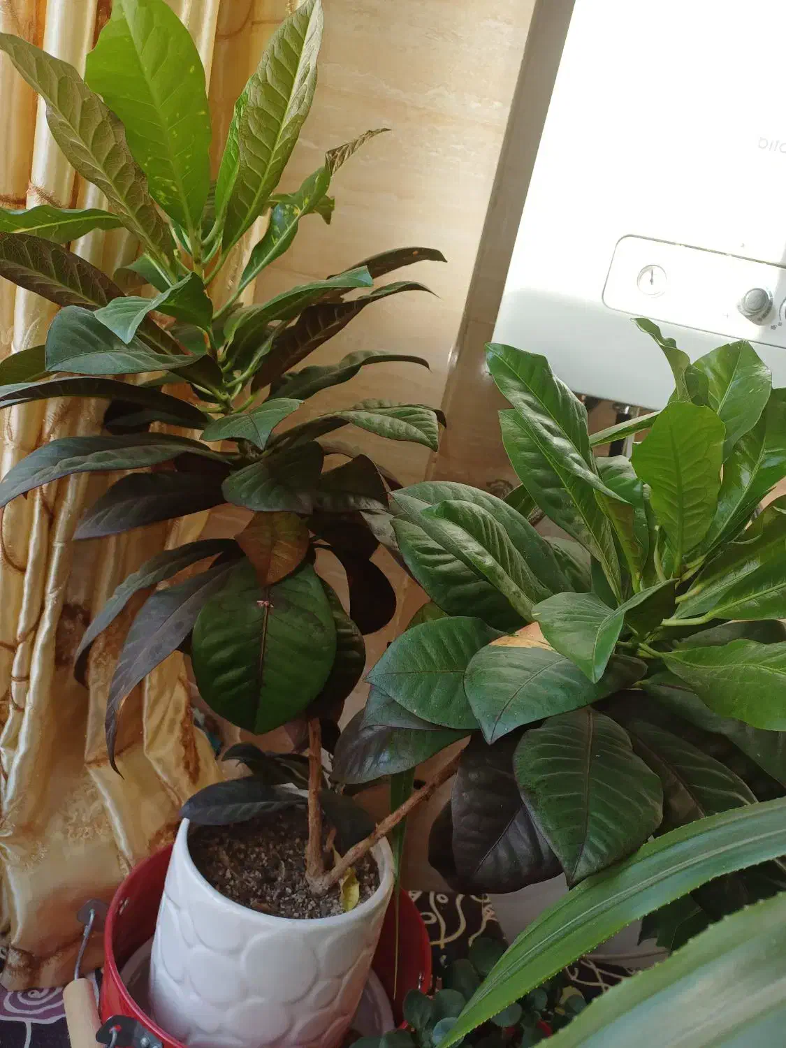 گل های کنارسالنی|گل و گیاه طبیعی|ری, شهرری|دیوار