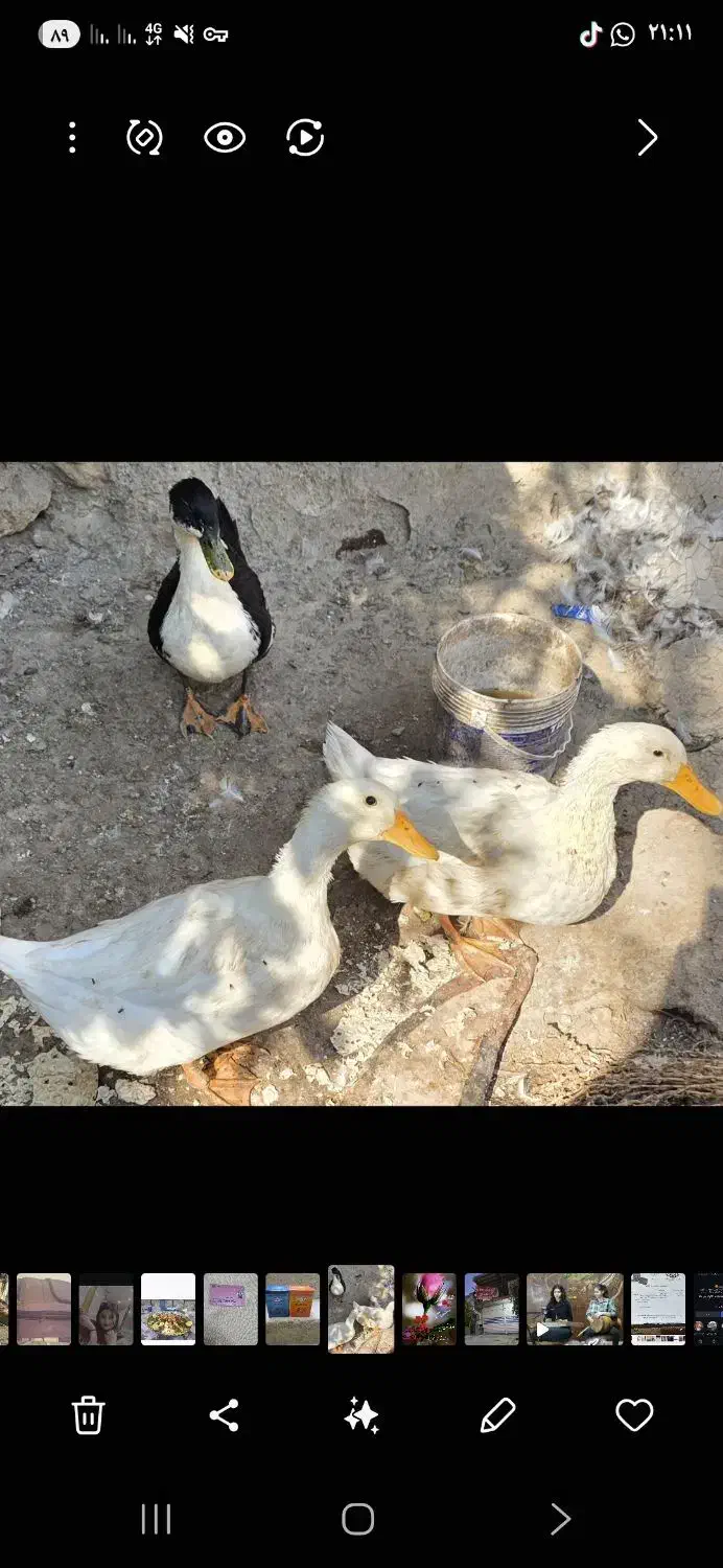 فروش اردک بزرگ|حیوانات مزرعه|فراشبند, |دیوار